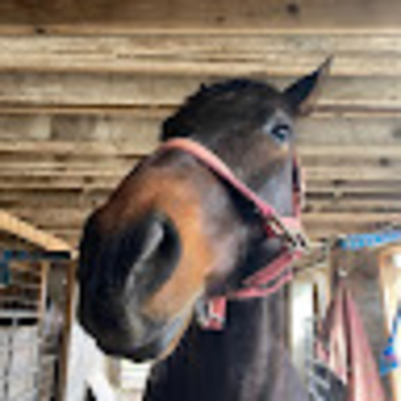 Meet your Posher, Elizabeth - Picture 1 of 1